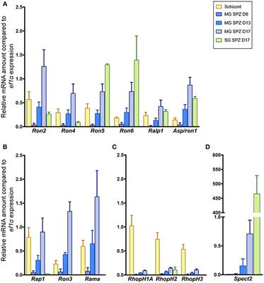 Expression and Localization Profiles of Rhoptry Proteins in Plasmodium berghei Sporozoites